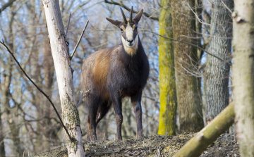 Zergék érkeztek a Szegedi Vadasparkba