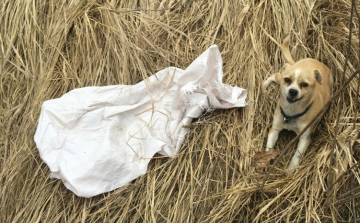 Cuki kiskutyát mentett meg egy rendőr