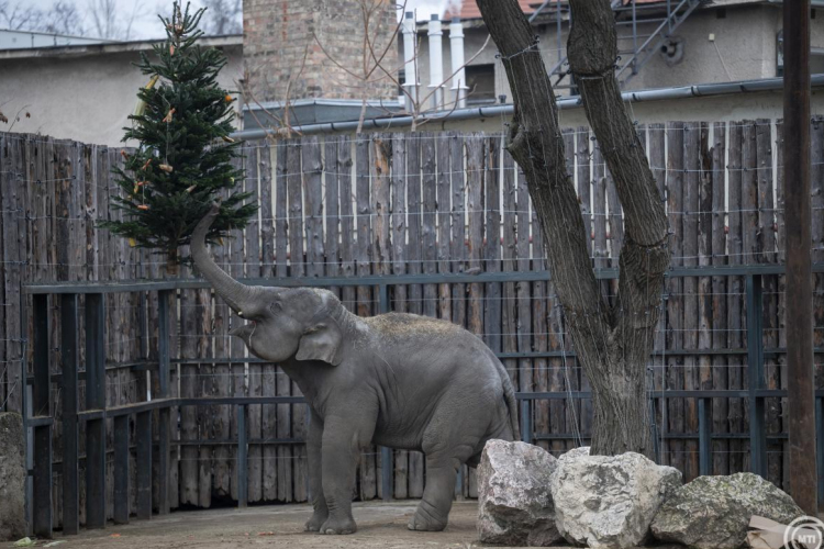 Így ünnepelnek a Fővárosi Állat- és Növénykert lakói