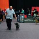 CAC Kutyakiállítás a Városi Sportcsarnokban