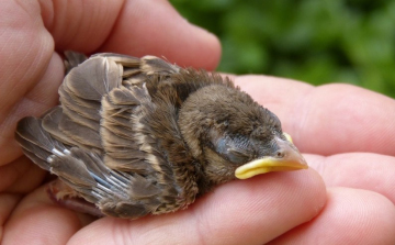 A talált madárfiókák többsége nem árva, ezért nem szabad őket összeszedni