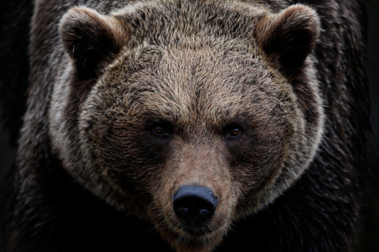 Emberre támadt a medve Szovátán, egyre több a bejelentés a nagyvadak jelenléte miatt